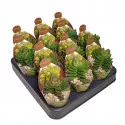 Pozsgafa Benjamin (Crassula) ø 6,5 cm-es cserépben