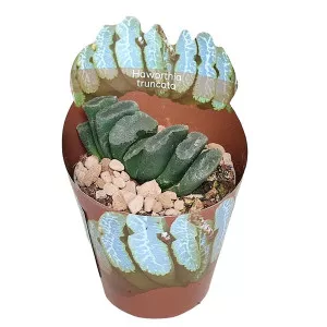 Haworthia (Haworthia truncata) ø 6,5 cm-es cserépben