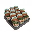 Haworthia (Haworthia truncata) ø 6,5 cm-es cserépben