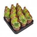 Aeonium (Aeonium floresens) ø 6,5 cm-es cserépben