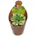 Aeonium (Aeonium floresens) ø 6,5 cm-es cserépben