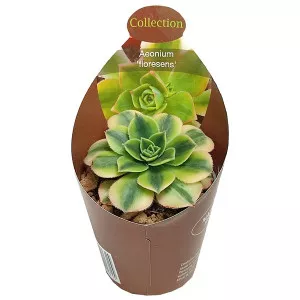Aeonium (Aeonium floresens) ø 6,5 cm-es cserépben