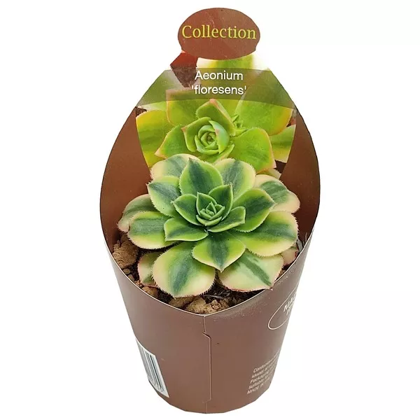 Aeonium (Aeonium floresens) ø 6,5 cm-es cserépben