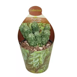 Peperomia (Peperomia columella) ø 6,5 cm-es cserépben