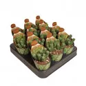 Peperomia (Peperomia columella) ø 6,5 cm-es cserépben