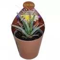 Kaktusz (Leuchtenbergia principis) ø 6,5 cm-es cserépben