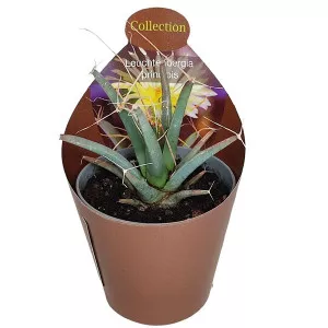 Kaktusz (Leuchtenbergia principis) ø 6,5 cm-es cserépben