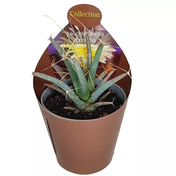 Kaktusz (Leuchtenbergia principis) ø 6,5 cm-es cserépben