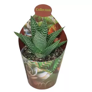 Haworthia Spider White (Haworthia limifolia) ø 6,5 cm-es cserépben