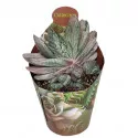 Gasteria Sakura Fuji (Gasteria) ø 6,5 cm-es cserépben