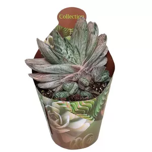 Gasteria Sakura Fuji (Gasteria) ø 6,5 cm-es cserépben