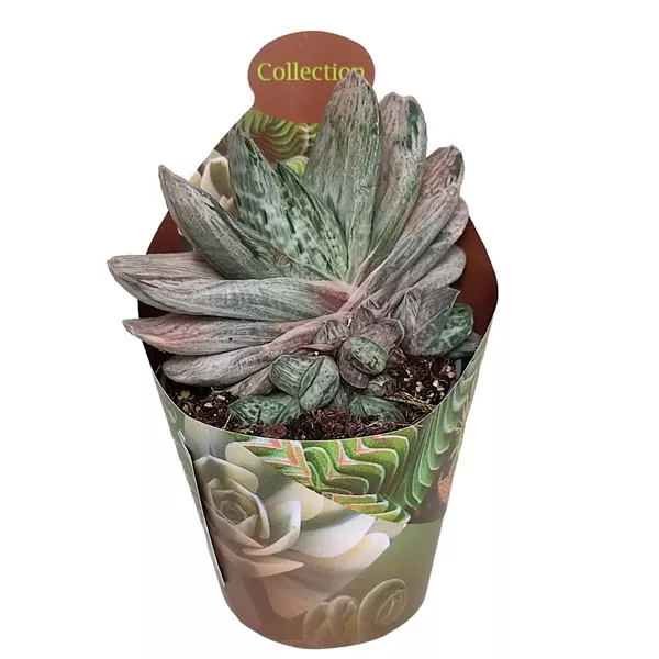 Gasteria Sakura Fuji (Gasteria) ø 6,5 cm-es cserépben