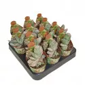 Gasteria Sakura Fuji (Gasteria) ø 6,5 cm-es cserépben