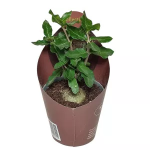 Focke (Fockea edulis) ø 6,5 cm-es cserépben