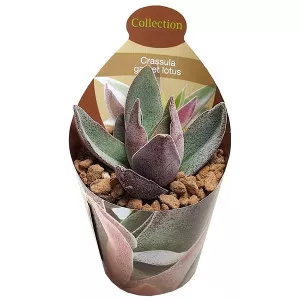 Pozsgafa Garnet Lotus (Crassula) ø 6,5 cm-es cserépben