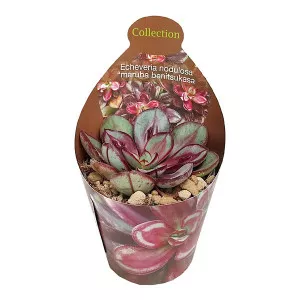 Echeveria Maruba Benitsukasa (Echeveria nodulosa)  ø 6,5 cm-es cserépben