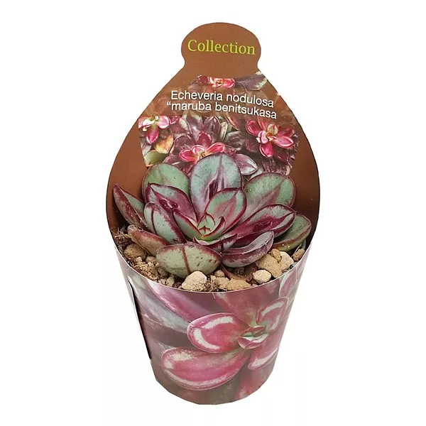 Echeveria Maruba Benitsukasa (Echeveria nodulosa)  ø 6,5 cm-es cserépben