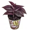 Pletyka Purple Passion (Tradescantia zebrina) ø 6,5 cm-es cserépben