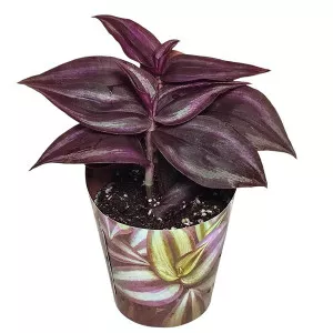 Pletyka Purple Passion (Tradescantia zebrina) ø 6,5 cm-es cserépben