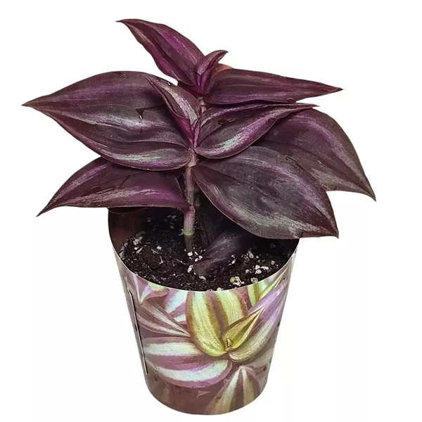 Pletyka Purple Passion (Tradescantia zebrina) ø 6,5 cm-es cserépben