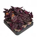 Pletyka Purple Passion (Tradescantia zebrina) ø 6,5 cm-es cserépben