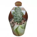 Pozsgafa Ivory Pagoda (Crassula) ø 6,5 cm-es cserépben