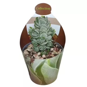 Pozsgafa Ivory Pagoda (Crassula) ø 6,5 cm-es cserépben