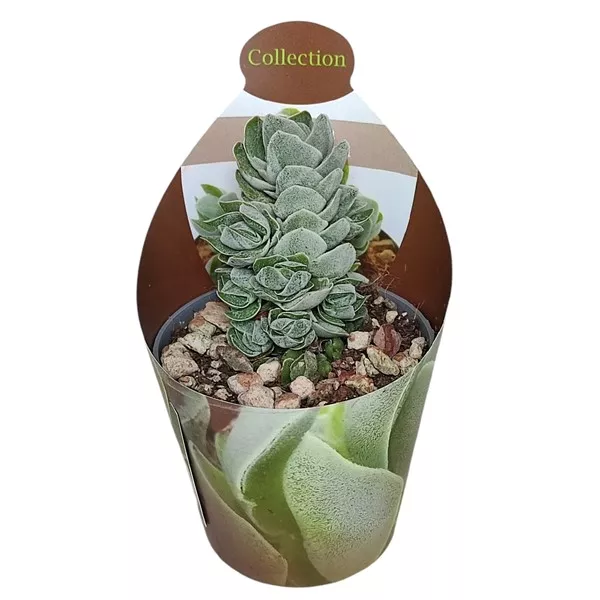 Pozsgafa Ivory Pagoda (Crassula) ø 6,5 cm-es cserépben
