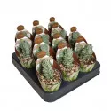 Pozsgafa Ivory Pagoda (Crassula) ø 6,5 cm-es cserépben