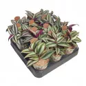 Pletyka (Tradescantia zebrina) ø 6,5 cm-es cserépben