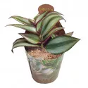 Pletyka (Tradescantia zebrina) ø 6,5 cm-es cserépben