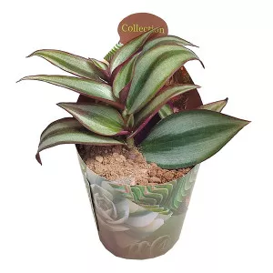 Pletyka (Tradescantia zebrina) ø 6,5 cm-es cserépben
