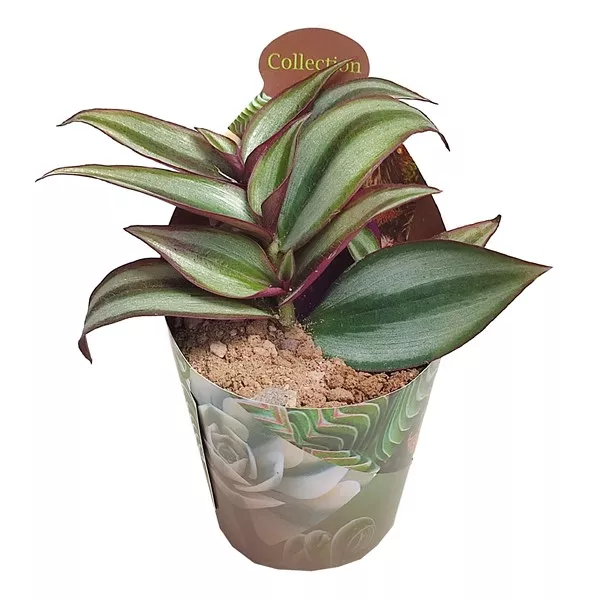 Pletyka (Tradescantia zebrina) ø 6,5 cm-es cserépben