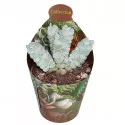 Pozsgafa Deceptor (Crassula) ø 6,5 cm-es cserépben