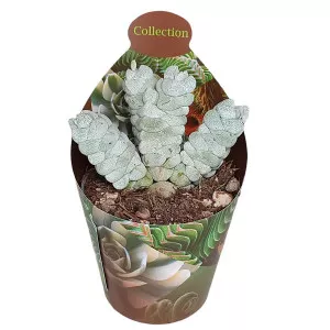 Pozsgafa Deceptor (Crassula) ø 6,5 cm-es cserépben