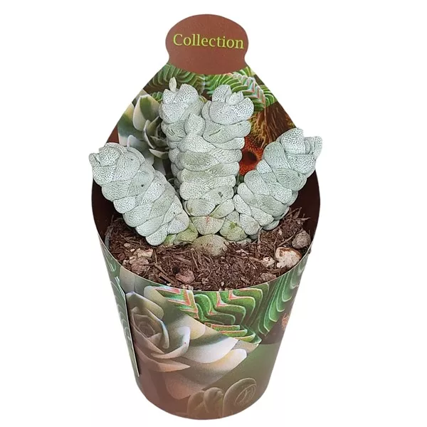 Pozsgafa Deceptor (Crassula) ø 6,5 cm-es cserépben