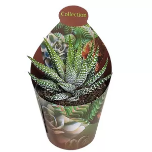 Haworthia Royal Alber (Haworthia fasciata) ø 6,5 cm-es cserépben