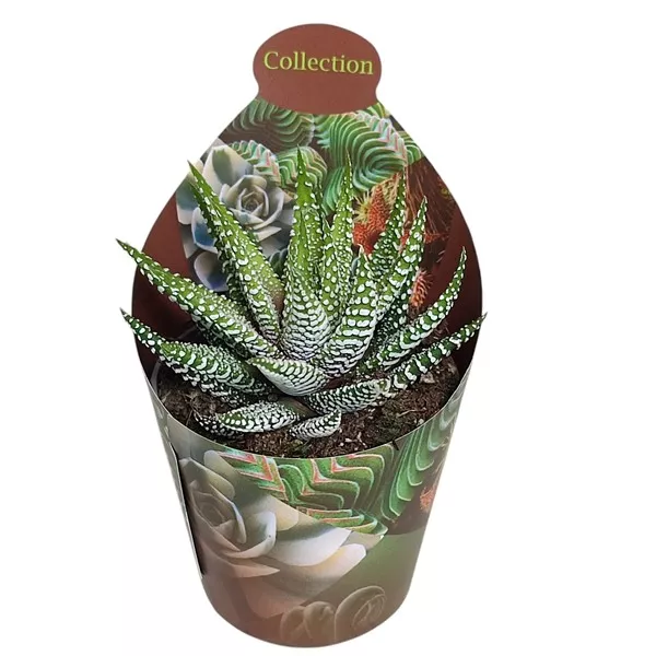 Haworthia Royal Alber (Haworthia fasciata) ø 6,5 cm-es cserépben