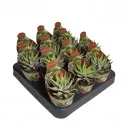 Haworthia Royal Alber (Haworthia fasciata) ø 6,5 cm-es cserépben