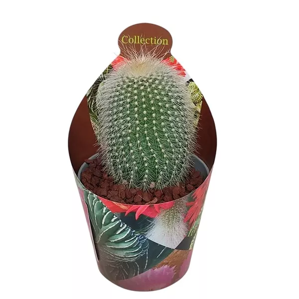 Kaktusz (Notocactus leninghausii albispinus) ø 6,5 cm-es cserépben