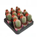 Kaktusz (Notocactus leninghausii albispinus) ø 6,5 cm-es cserépben