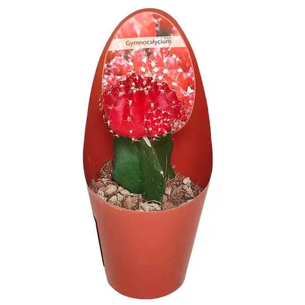 Kaktusz, piros oltvány (Gymnocalycium) ø 6,5 cm-es cserépben
