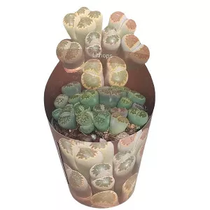 Kő kaktusz (Lithops) ø 6,5 cm-es cserépben