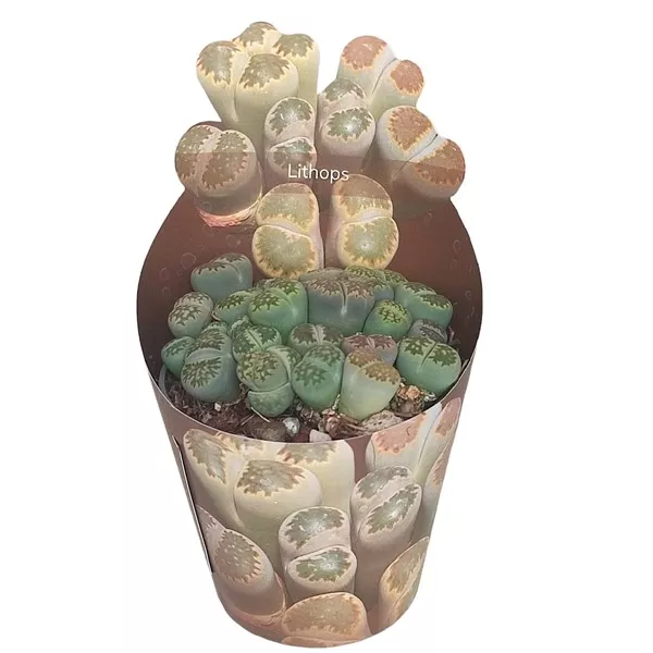 Kő kaktusz (Lithops) ø 6,5 cm-es cserépben