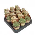 Kő kaktusz (Lithops) ø 6,5 cm-es cserépben