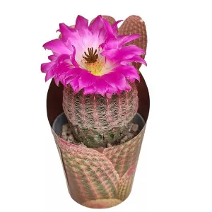 Kaktusz (Echinocereus rigidissimus rubrispinus) ø 6,5 cm-es cserépben