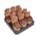 Kaktusz (Echinocereus rigidissimus rubrispinus) ø 6,5 cm-es cserépben
