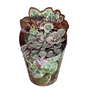 Ámpolna gyertyavirág (Ceropegia woodii) ø 6,5 cm-es cserépben