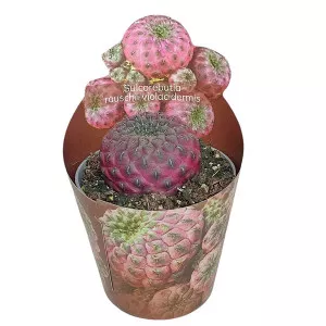 Kaktusz (Sulcorebutia rauschii violacidermis) ø 6,5 cm-es cserépben
