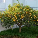Citrom (Citrus limon) 